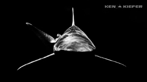 Oceanic Whitetip Shark
Cat Island
coming head on is one... by Ken Kiefer 